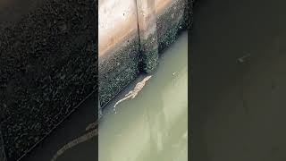 Bangkok Thailand In Southeast Asia A Local Fisherman Fishing And Got An Unexpected Visitor [upl. by Tehc430]