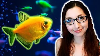 GloFish Tetra Care Guide  GloFish Care Guide Series Ep 2  Black Skirt Tetras [upl. by Ketty854]