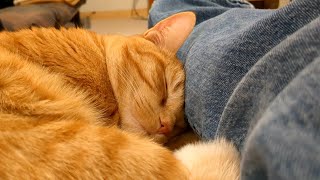 Sleeping cat reacts to dads voice with the cutest sound [upl. by Doi]