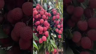 New technique for growing litchi plant litchigrafting litchi farming viral shorts [upl. by Seldan]