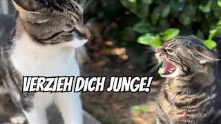 Streitende Katzen und eine traurige Familie 🥺 [upl. by Chemesh]