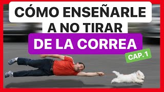 ENSEÑA a tu PERRO a NO TIRAR de la CORREA en 10 MINUTOS ► SOLUCIÓN ✅1º Parte [upl. by Llewkcor970]