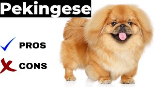 Pekingese Pros And Cons  The pekingese [upl. by Bright]