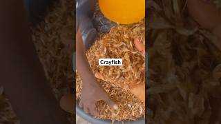 Crayfish Market crayfish market cooking food lifestyle viralvideo shorts short fyp foryou [upl. by Haroldson]