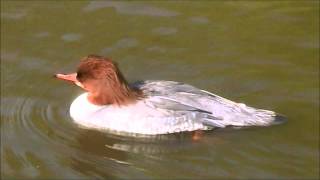 Common Merganser [upl. by Zeralda]