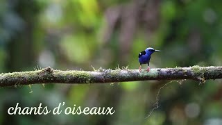 Bruits de forêt chants doiseaux  Détente nature relaxation [upl. by Llywellyn]