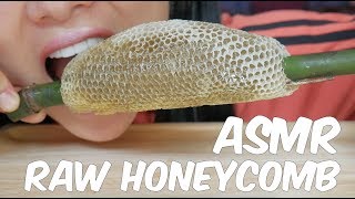 ASMR RAW HONEYCOMB EATING SOUNDS  SASASMR Part 4 [upl. by Dasie]