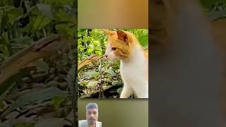 Cat vs snake 🐍 funny cat animals [upl. by Holtz751]