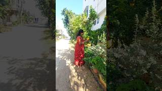 catclaw gardeningadenium creeper reelsシ Greenary rangoon shortsvideos homegreenery [upl. by Inavihs]