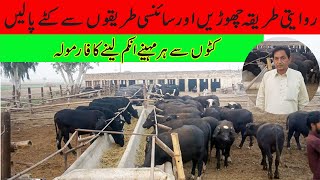 Katta Farming Profitable Business in PakistanKatta Farm Business in PakistanFattening Formula [upl. by Sidran]