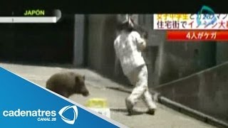 Camarógrafo es atacado por Jabalí en Japón  Cameraman attacked by wild boar in Japan [upl. by Lesig650]