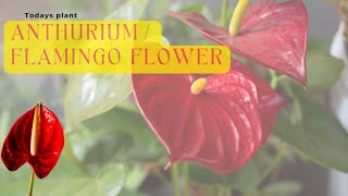 Ultimate ANTHURIUM PLANT CARE TIPS – INDOOR FLOWERING PLANT [upl. by Ocicnarf112]