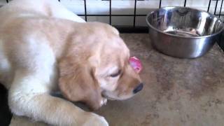 Labrador 8wk old pup eating raw food chicken [upl. by Damon946]