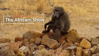 Antelope amp Baboons  The Africam Show  October 1 [upl. by Town909]