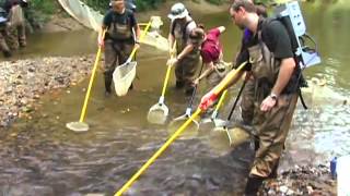 Electrofishing in the Stream [upl. by Nesta]