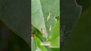 Midges insects [upl. by Drais]