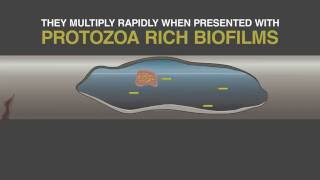 WET What is Legionella and Biofilm ACoP L8 Update [upl. by Anastasius]