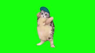 Cat Dances to Girlfriend  Green Screen [upl. by Ennaitsirk]