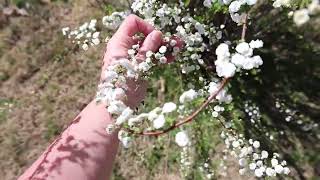 Spiraea prunifolia  Bridal Wreath [upl. by Llerret]