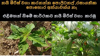 එළිමහන් බිමේ සාර්ථකව නයි මිරිස් වගා කරමු Nai Miris Wagawa Sinhala  Nai Miris Scotch Bonnet [upl. by Ettessil88]