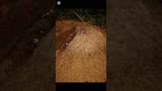 It Is A Real Ant House shorts shortvideo [upl. by Argus366]