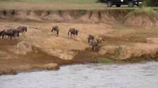 Crocodile take wildebeest in river [upl. by Oiredised851]