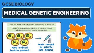 Genetic Engineering in Medicine  GCSE Biology [upl. by Riana]