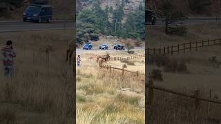 Elk Jumping Fence During Rut [upl. by Ellerrehc]