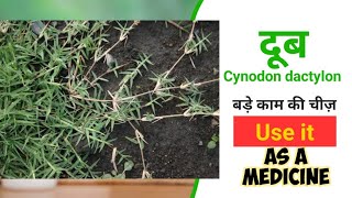 दूब के फायदे  दूर्वा  Cynodon dactylon medicinal uses  Plant identification  Dravyaguna [upl. by Essirehs]