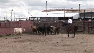 Curt Pate  Stockmanship  Working Cattle on Horseback [upl. by Boar]