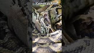 Caimán Vs Pitón una batalla por la supervivencia animal vidasalvaje animales animals [upl. by Drof187]