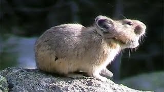 American Pikas Calling Out  Cute Animals in Nature [upl. by Joachim]