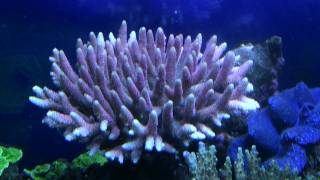 Acropora millepora [upl. by Sucrad]