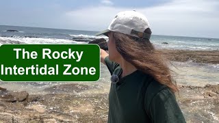 The Ecological Profile of the Rocky Intertidal Zone [upl. by Elisabet]