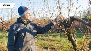 Errori comuni  come potare il pesco  guida con consigli per la potatura [upl. by Annauqahs]