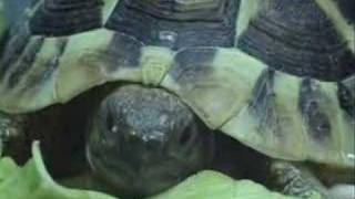 Baby Herman Tortoise Eating [upl. by Dev]