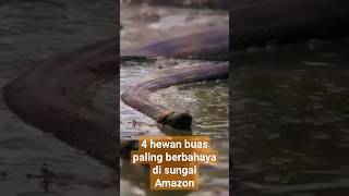 4 hewan buas paling bahaya di sungai Amazon faktaunik faktahewan shorts shortvideo [upl. by Hannahoj499]