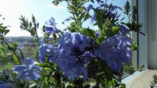 Westerns Plant Tips  Royal Cape Plumbago [upl. by Frank37]