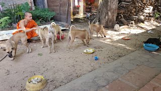 23  11  2024 monk feeding dog and puppies [upl. by Seys]