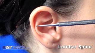 Lumbar Spine Auriculotherapy Ear Point [upl. by Coppins]