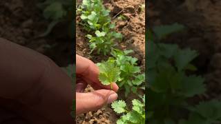 How to grow winter season coriander leaves💯organic matter youtube shortvideo [upl. by Quiteria]