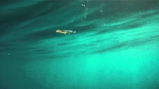 Antarctic Krill Swimming in Slow Motion [upl. by Giddings541]