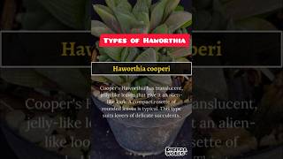 Haworthia Types and caring tips houseplants indoorplants haworthia [upl. by Francisca]