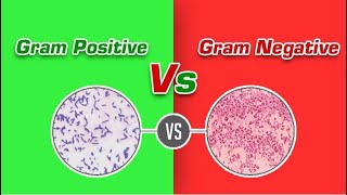 Gram Positive Vs Negative Bacteria  أنواع البكتريا [upl. by Tegdig]