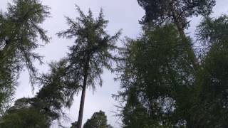 Scottish Crossbill song [upl. by Madelena]