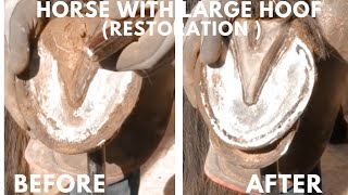 Shire Horse Complete restoration Shire Horse Super Clean Hoof Trim shirehorse huge massivehoof [upl. by Adalbert]