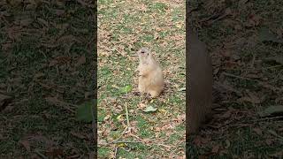 Prairie dog surprised by friend [upl. by Ailecnarf]