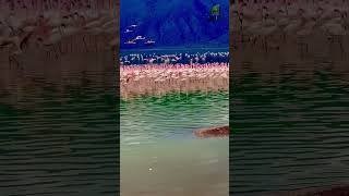 Part 2  Lake Bogoria Baringo Kenya 🇰🇪 [upl. by Balliol284]