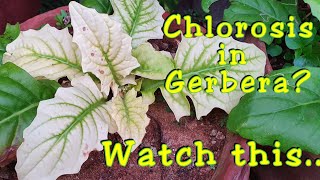 Treat chlorosis in Gerbera plants  Pale green yellowing leaves in Gerbera [upl. by Wennerholn]