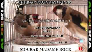 Compilation de ِChardonneret 2014 [upl. by Mel]